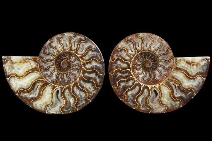 Cut & Polished Ammonite Fossil - Agatized #91180